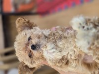 Toy poodle maltipoo yavrular