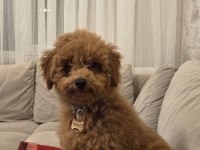 4.5 Aylık Erkek Ped Eğitimli Aşılı Toy Poodle