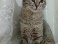 Minnos yeni evini arıyor kedimiz