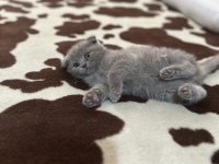 Safkan scottish fold top kafa