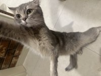 Ücretsiz eşyalarıyla beraber verilecek british shorthair