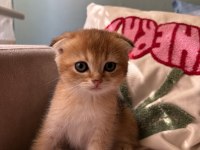 Golden scottish fold yavrular