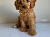 Kıvır kıvır koyu maltipoo yavrular