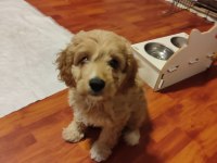 2 Aylık Cavapoo Dişi