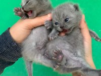 Scottish Fold Yavrularımız