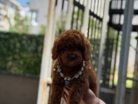 Yavru Toy Poodle Yavru