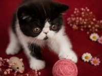 Safkan Exotic Shorthair bebekler
