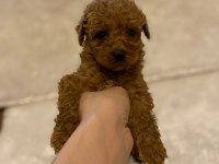 MİKRO BOY TOY POODLE BEBEKLERİM
