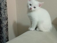 2 Aylık British Shorthair
