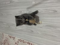 2 aylık british shorthair bebeklerimiz