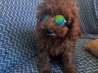 Toy poodle köpeğimiz