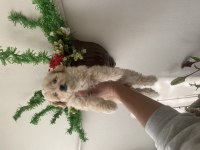 Maltipoo bebek yeni yuvasını arıyor