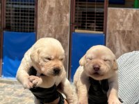 Labrador yavrusu köpekler
