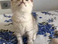 Safkan Scottish fold erkek kedimiz