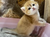 Safkan Golden British Shorthair Ny12 (WCF)