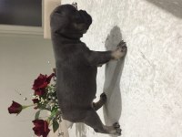 Egzotik French Bulldog Bebekleri