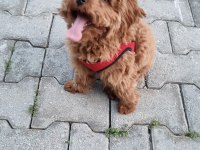 6 Aylık Maltipoo Kızımız TARÇIN