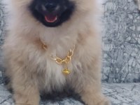 Pomeranian ayı surat