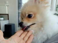 Pomeranian erkek 5 aylık