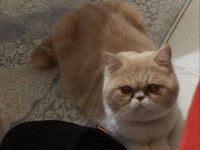 EV KEDİMİZ YAVRUSU İLE SAHİPLENDİRİLECEK