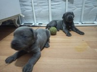 1 aylık cane corso yavrular