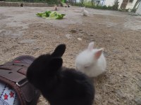 Aslanlar tüylü cins tavşan