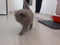 Scottish fold yavrumuz sahiplenilmek istiyor