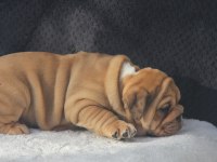 ÜST DÜZEY İNGİLİZ BULDOG YAVRULAR