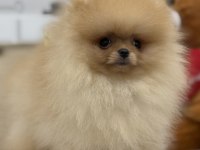 Show kalite üst düzey pomeranian boo