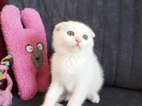 Scottish fold white
