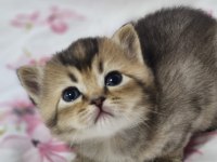 Safkan British Shorthair Kardeşler