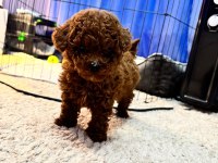 Orjinal İzmir de ev üretimi wc eğitimli poodle