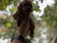 Sağlık Ve Irk Garantili Toy Poodle Yavrularımız
