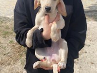 Annesi cocker baba pointer