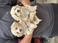 Sağlıklı orijinal maltipoo