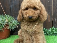 Poodle erkek yavrumuz