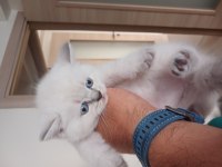 Orjinal top kafa british shorthair yavrularımız