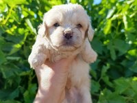 Maltipoo bebeklerim