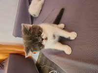 Çok sevimli çok oyuncu son kalan bebekleim