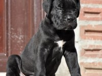 Şecere belgeli ırk ve sağlık garantili cane corso yavrular