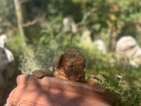 Irk Garantili Red Brown Toy Poodle