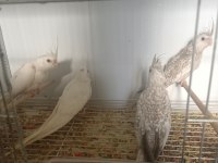 45 günlük 4 kardeş sultan papağanı