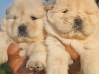 Çin Aslanı Yavru Köpeklerimiz