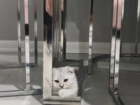 Orjinal anne baba scrli scottish fold silver topaç kafa