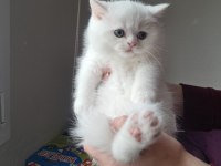 Kar beyaz british shorthair yavrularım