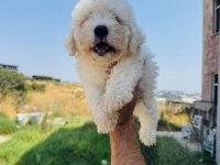 A Kalite Maltese Terrier Yavrularımız