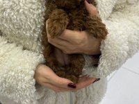 Kore poodle