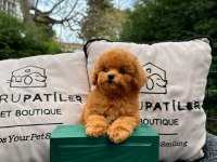 Kalitesi Karakterine Yansımış Toy Poodle Yavrumuz