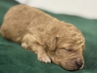 Toy poodle yavrularım rezerveye açıklar