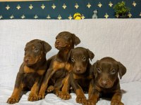 Doberman Köpeklerimiz